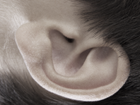 Close-up of ear